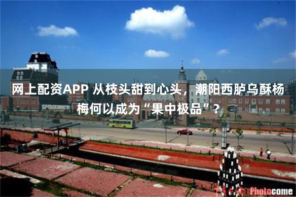 网上配资APP 从枝头甜到心头，潮阳西胪乌酥杨梅何以成为“果中极品”？